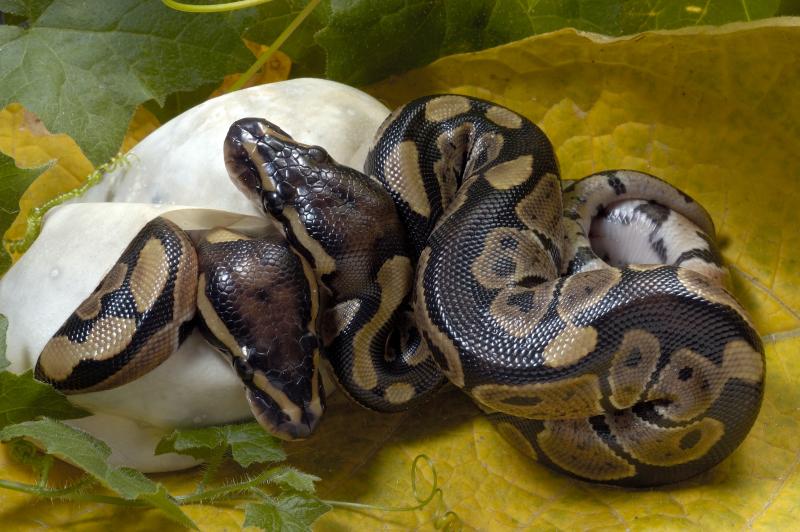 Picture of Buy Fertile Snake Eggs 4 Hatching with incubator + Free Shipping ...